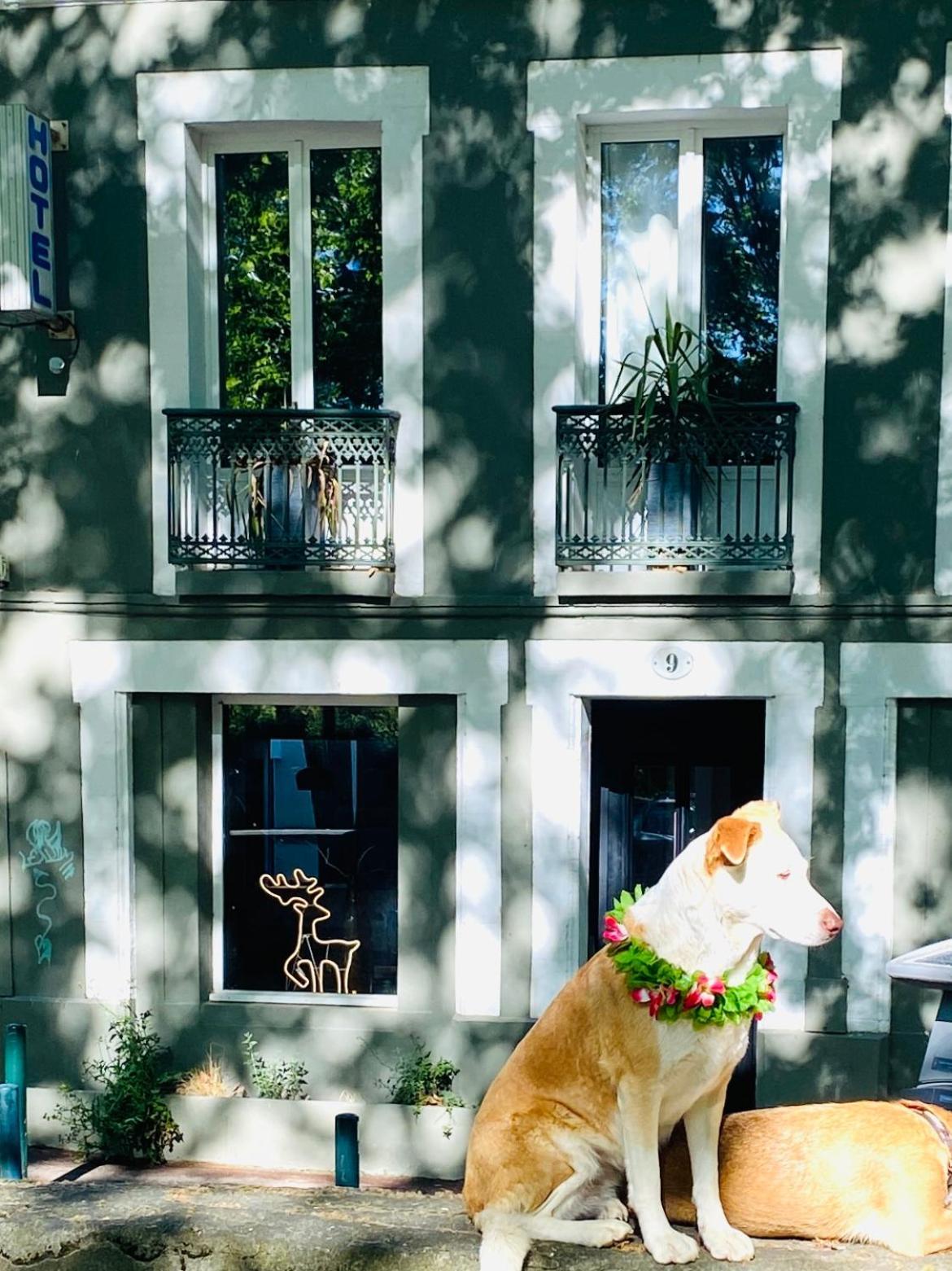 Superbe Grande Maison - Amis - Familles - Entreprises Toulouse Exteriör bild